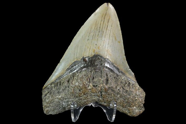 Megalodon Tooth - North Carolina #92438